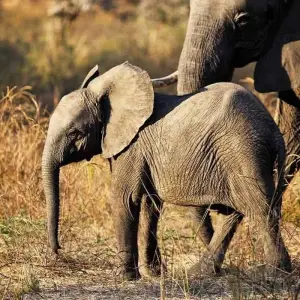 Explore Zanzibar to Vic Falls for 19 days with Intrepid Travel and discover unforgettable experiences - Photo 3