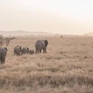 Explore East Africa Safari & Coast for 13 days with Intrepid Travel and discover unforgettable experiences - Photo 3