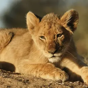 Explore Zanzibar to Vic Falls for 19 days with Intrepid Travel and discover unforgettable experiences - Photo 7