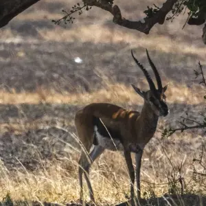 Explore East Africa Highlights for 10 days with Intrepid Travel and discover unforgettable experiences - Photo 8