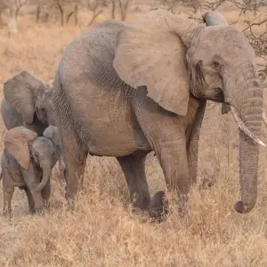 Explore Tanzania Family Safari for 8 days with Intrepid Travel and discover unforgettable experiences - Photo 2