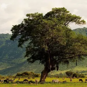 Explore Tanzania Family Safari for 8 days with Intrepid Travel and discover unforgettable experiences - Photo 4
