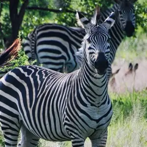 Explore Stone Town to Vic Falls for 16 days with Intrepid Travel and discover unforgettable experiences - Photo 3