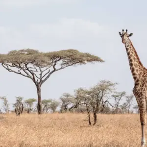 Explore Tanzania Family Safari for 8 days with Intrepid Travel and discover unforgettable experiences - Photo 6