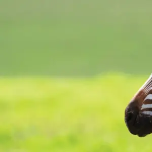 Explore Tanzania Family Safari for 8 days with Intrepid Travel and discover unforgettable experiences - Photo 7