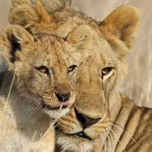 Explore Tanzania Family Safari for 8 days with Intrepid Travel and discover unforgettable experiences - Photo 8