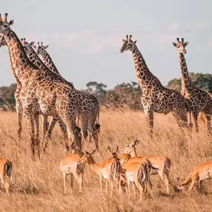 Explore Stone Town to Vic Falls for 16 days with Intrepid Travel and discover unforgettable experiences - Photo 5