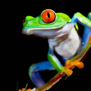 Explore Costa Rica & Panama Discovery (including Sarapiquí) for 12 days with Intrepid Travel and discover unforgettable experiences - Photo 6