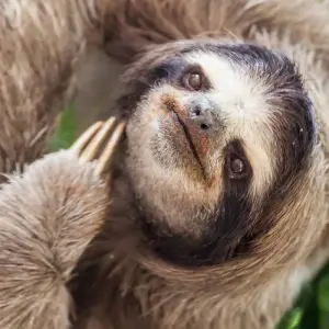 Explore Classic Costa Rica for 15 days with Intrepid Travel and discover unforgettable experiences - Photo 2