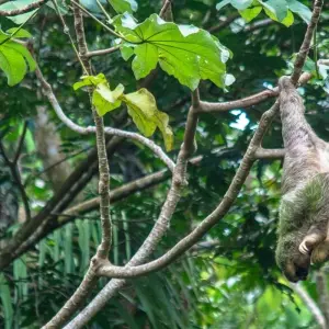 Explore Classic Costa Rica for 15 days with Intrepid Travel and discover unforgettable experiences - Photo 9