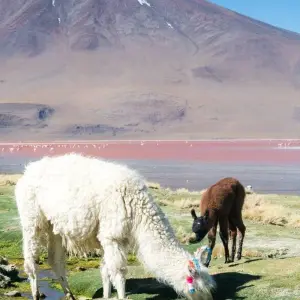 Explore Bolivia Highlights for 11 days with Intrepid Travel and discover unforgettable experiences - Photo 6