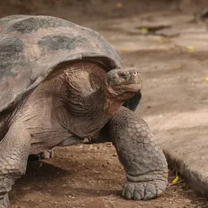 Explore Galapagos & Inca Trail Adventure (33 destinations) for 17 days with Intrepid Travel and discover unforgettable experiences - Photo 5