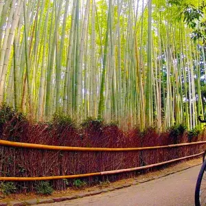Explore Essential Japan for 10 days with Intrepid Travel and discover unforgettable experiences - Photo 11