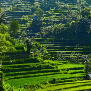 Explore Jakarta to Ubud (including Mount Bromo) for 14 days with Intrepid Travel and discover unforgettable experiences - Photo 4