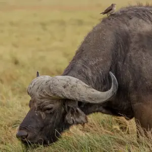 Explore Classic East Africa for 13 days with Intrepid Travel and discover unforgettable experiences - Photo 8