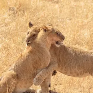 Explore Classic East Africa for 13 days with Intrepid Travel and discover unforgettable experiences - Photo 9
