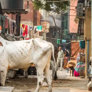 Explore Delhi to Kathmandu for 15 days with Intrepid Travel and discover unforgettable experiences - Photo 3