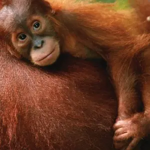Explore Indonesia Expedition: Orangutans of Kalimantan for 12 days with Intrepid Travel and discover unforgettable experiences - Photo 3