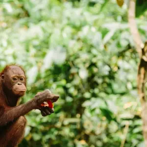 Explore Indonesia Expedition: Orangutans of Kalimantan for 12 days with Intrepid Travel and discover unforgettable experiences - Photo 4