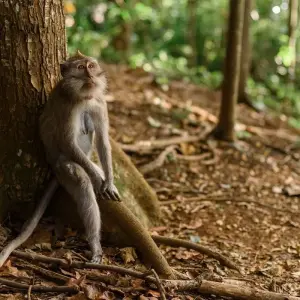 Explore Indonesia Expedition: Orangutans of Kalimantan for 12 days with Intrepid Travel and discover unforgettable experiences - Photo 9