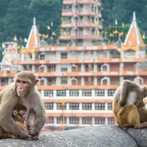 Explore Mountains & Mystics of India (including New Delhi) for 13 days with Intrepid Travel and discover unforgettable experiences - Photo 11