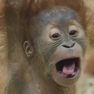 Explore Indonesia Expedition: Orangutans of Kalimantan for 12 days with Intrepid Travel and discover unforgettable experiences - Photo 10