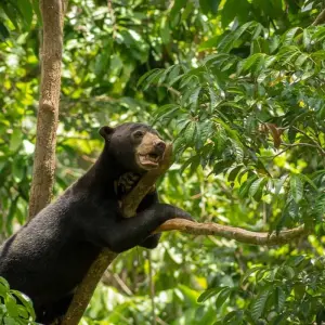 Explore Classic Borneo (from Sandakan to Kota Kinabalu) for 10 days with Intrepid Travel and discover unforgettable experiences - Photo 4