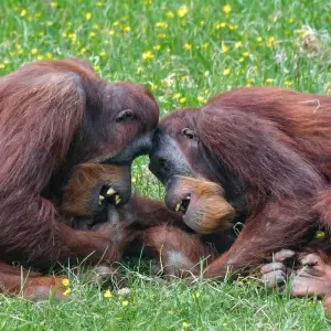 Explore Indonesia Expedition: Orangutans of Kalimantan for 12 days with Intrepid Travel and discover unforgettable experiences - Photo 11