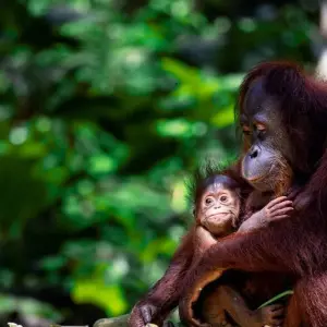 Explore Classic Borneo (from Sandakan to Kota Kinabalu) for 10 days with Intrepid Travel and discover unforgettable experiences - Photo 5
