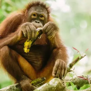 Explore Classic Borneo (from Sandakan to Kota Kinabalu) for 10 days with Intrepid Travel and discover unforgettable experiences - Photo 7