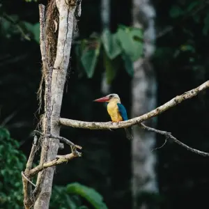 Explore Classic Borneo (from Sandakan to Kota Kinabalu) for 10 days with Intrepid Travel and discover unforgettable experiences - Photo 8