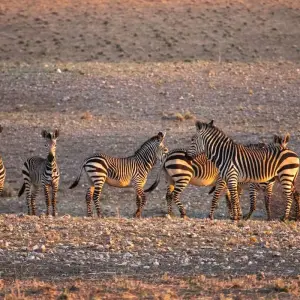 Explore Cape Town to Kenya for 49 days with Intrepid Travel and discover unforgettable experiences - Photo 2