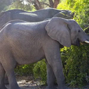 Explore Cape Town to Kenya for 49 days with Intrepid Travel and discover unforgettable experiences - Photo 4