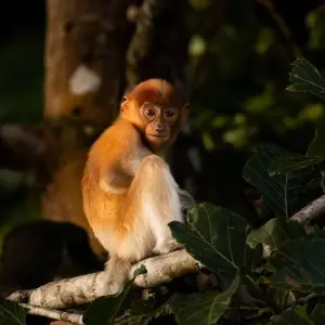 Explore Classic Borneo (from Sandakan to Kota Kinabalu) for 10 days with Intrepid Travel and discover unforgettable experiences - Photo 11