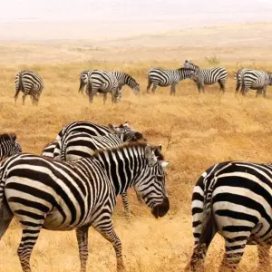 Explore Zanzibar to Nairobi (from Stonetown to Nairobi) for 12 days with Intrepid Travel and discover unforgettable experiences - Photo 4