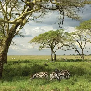 Explore Road to Zanzibar (9 destinations) for 12 days with Intrepid Travel and discover unforgettable experiences - Photo 5