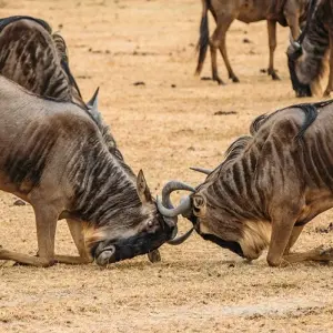 Explore Road to Zanzibar (9 destinations) for 12 days with Intrepid Travel and discover unforgettable experiences - Photo 10