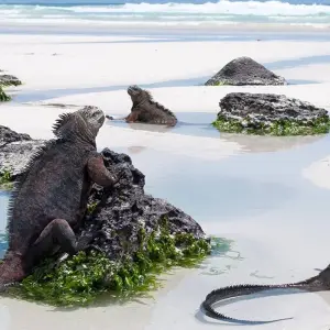 Explore Complete Galapagos (Grand Daphne) for 10 days with Intrepid Travel and discover unforgettable experiences - Photo 4