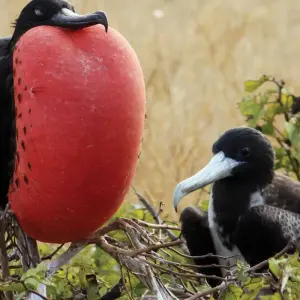 Explore Galapagos at a Glance: Southern Islands (Grand Daphne) for 6 days with Intrepid Travel and discover unforgettable experiences - Photo 4