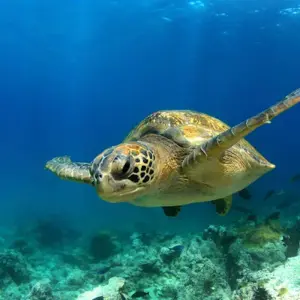 Explore Galapagos at a Glance: Southern Islands (Grand Daphne) for 6 days with Intrepid Travel and discover unforgettable experiences - Photo 6