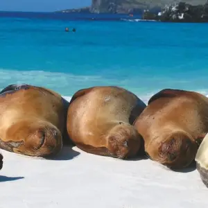 Explore Complete Galapagos (Grand Daphne) for 10 days with Intrepid Travel and discover unforgettable experiences - Photo 6