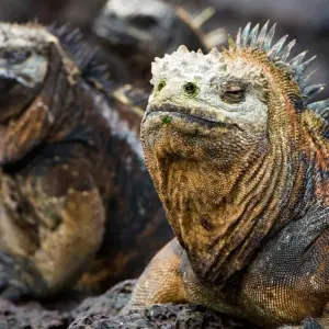 Explore Complete Galapagos (Grand Daphne) for 10 days with Intrepid Travel and discover unforgettable experiences - Photo 7