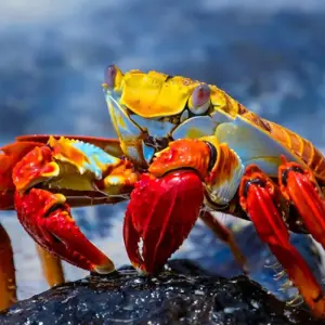 Explore Galapagos at a Glance: Southern Islands (Grand Daphne) for 6 days with Intrepid Travel and discover unforgettable experiences - Photo 9