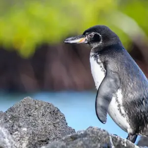 Explore Galapagos at a Glance: Southern Islands (Grand Daphne) for 6 days with Intrepid Travel and discover unforgettable experiences - Photo 11