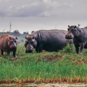 Explore Real Southern Africa (13 destinations) for 17 days with Intrepid Travel and discover unforgettable experiences - Photo 5