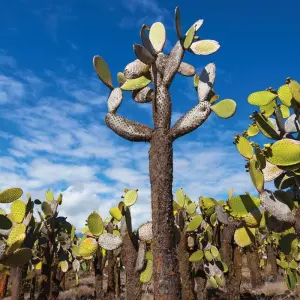 Explore Galapagos Adventure: Northern Islands (Grand Daphne) for 7 days with Intrepid Travel and discover unforgettable experiences - Photo 2