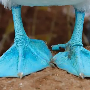 Explore Galapagos Adventure: Northern Islands (Grand Daphne) for 7 days with Intrepid Travel and discover unforgettable experiences - Photo 3