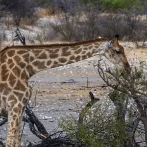 Explore Essential Botswana for 9 days with Intrepid Travel and discover unforgettable experiences - Photo 2