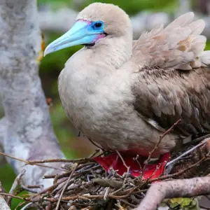 Explore Galapagos Adventure: Northern Islands (Grand Daphne) for 7 days with Intrepid Travel and discover unforgettable experiences - Photo 4