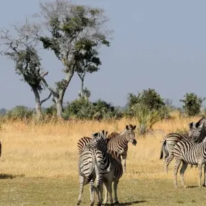 Explore Essential Botswana for 9 days with Intrepid Travel and discover unforgettable experiences - Photo 4